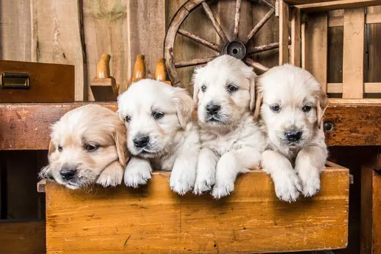 82年属狗41岁有一灾(如何化解)