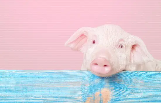 属猪的人和什么属相配相克(如何避免犯桃花劫)