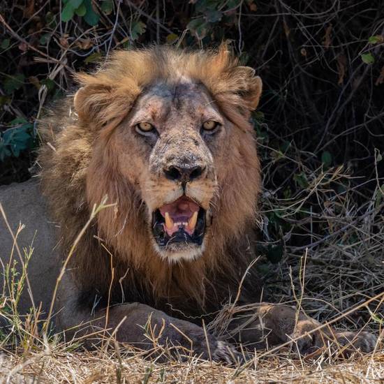 狮子男射手女谁聪明一点(星座大揭秘)