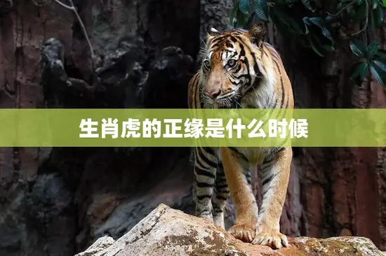 生肖虎的正缘是什么时候(揭秘生肖虎的命运轨迹)