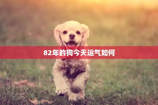 82年的狗今天运气如何(解析狗年出生的人在2023年运势如何)
