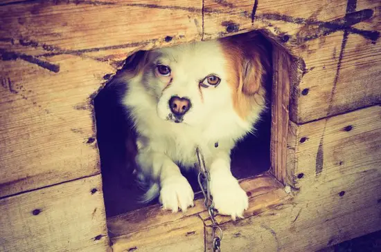 男狗配女狗的婚姻怎么样(狗狗的爱情也需要尊重和理解)