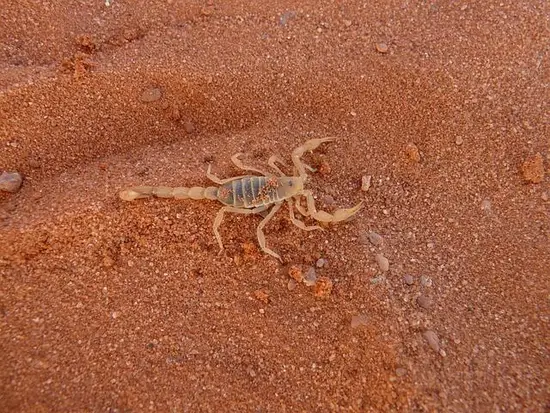 阴历天蝎座是几月份出生的(探秘天蝎座的神秘性格与命运)