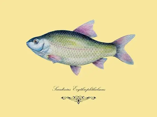 双鱼女接吻是不是特别害羞(揭秘星座恋爱中的秘密)