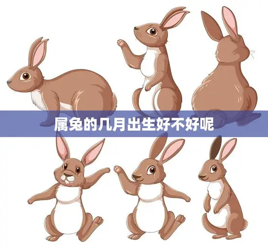 属兔的几月出生好不好呢(选择出生月份影响命运)