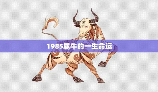1985属牛的一生命运(牛年命运如何)