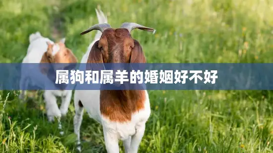 属狗和属羊的婚姻好不好(解析星座配对的秘密)