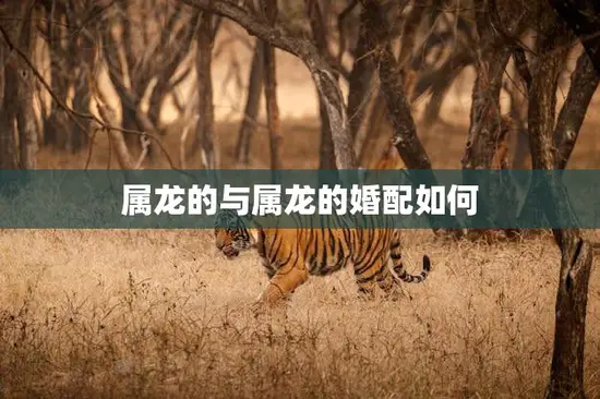 属龙的与属龙的婚配如何(如何避免龙争虎斗)