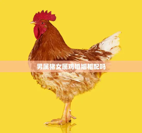 男属猪女属鸡婚姻相配吗(解析星座配对大揭秘)