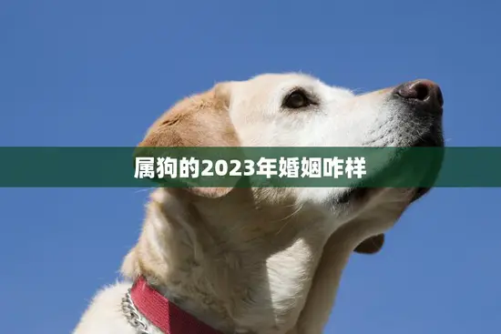 属狗的2023年婚姻咋样(预测会有好运相伴)