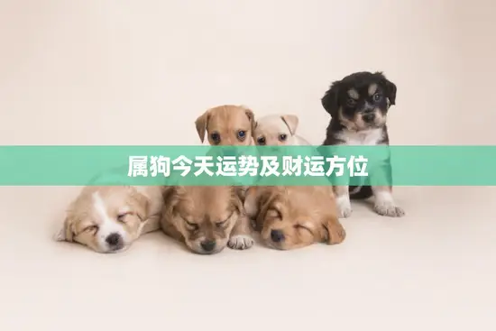 属狗今天运势及财运方位(如何把握财运方位)