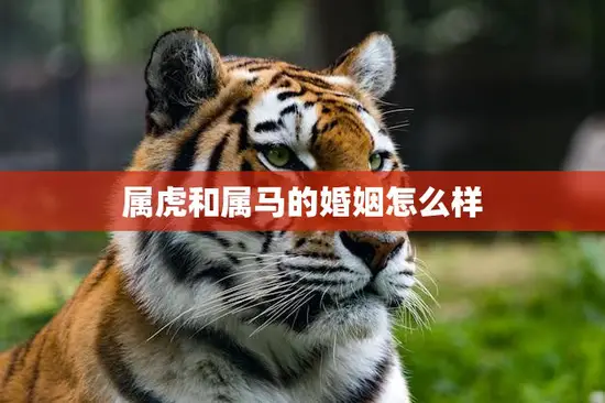 属虎和属马的婚姻怎么样(解析相爱容易相处难)