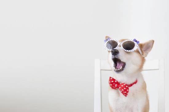 属狗的乔迁吉日2023(迎来新家的好日子)