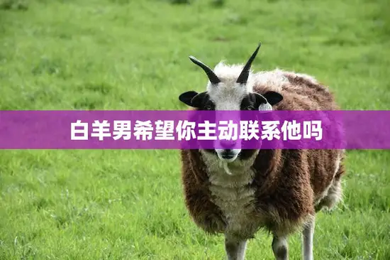 白羊男希望你主动联系他吗(揭秘白羊男心理主动出击还是等待他来约)