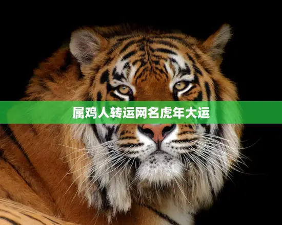 属鸡人转运网名虎年大运(如何抓住机遇迎接好运)