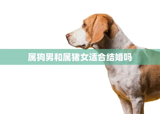 属狗男和属猪女适合结婚吗(星座配对分析)