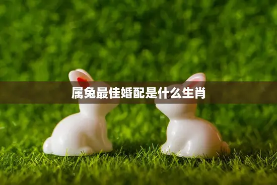 属兔最佳婚配是什么生肖(如何选择最佳婚配)