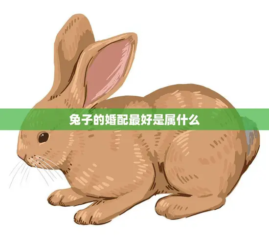 兔子的婚配最好是属什么(如何选择最佳配偶)