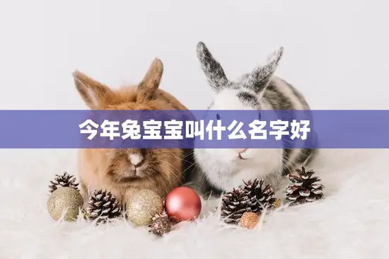 今年兔宝宝叫什么名字好(如何给你的兔子宝宝取名)