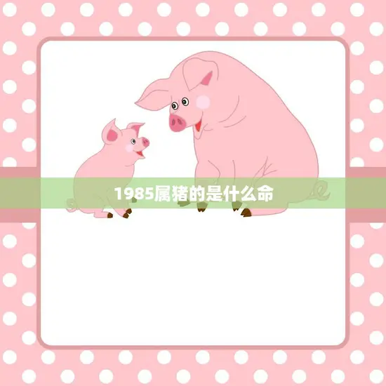1985属猪的是什么命(猪年出生的人命运如何)