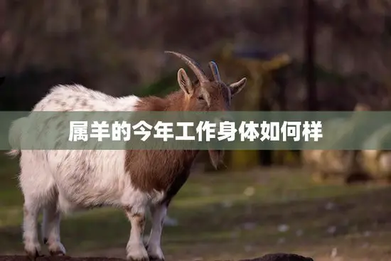 属羊的今年工作身体如何样(职场健康双丰收)