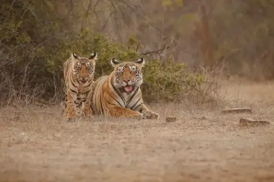 2025虎年打牌旺运图鉴 生肖虎今日运势