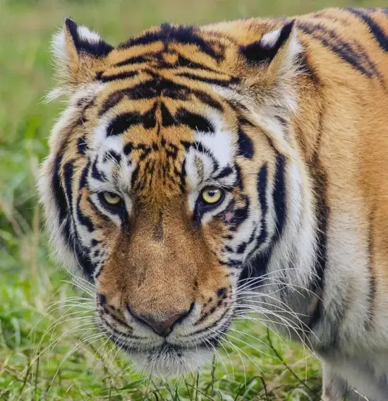 2025年2月9日属虎女性财富指南 生肖虎今日财运解析