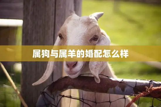属狗与属羊的婚配怎么样(解析相爱容易相处难)