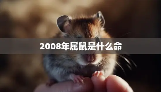 2008年属鼠是什么命(解析属鼠人的命运走向)