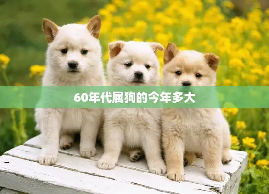 60年代属狗的今年多大(狗年到60年代出生的狗狗们几岁了)