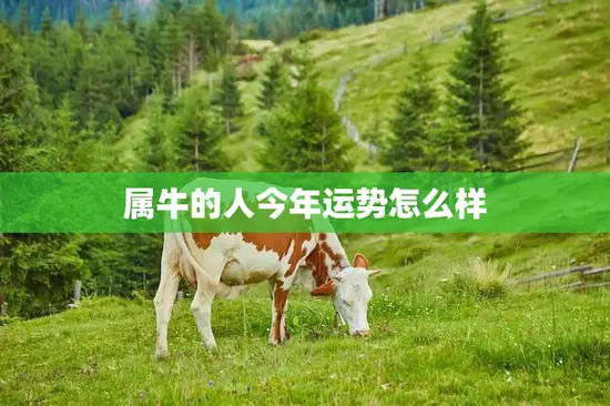 属牛的人今年运势怎么样(2023年运势大揭秘)