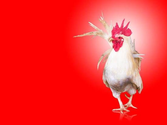 老黄历2023年属鸡运势(鸡年大吉财运亨通)