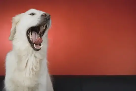 属狗人今日运势