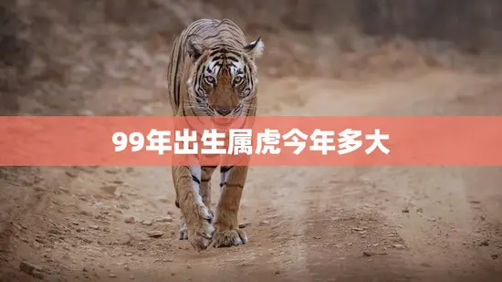 99年出生属虎今年多大(属虎人的年龄计算方法及其特点)