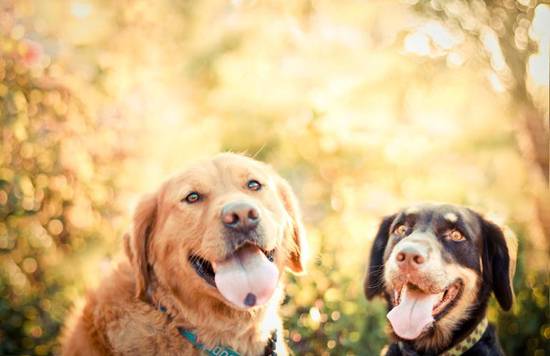 属狗人最适合做什么生意(聪明投资稳健创业)