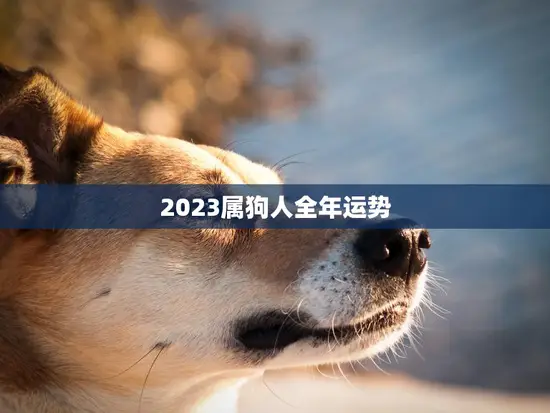 2023属狗人全年运势(狗年大展宏图财运亨通)