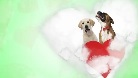 94年属狗男和95属猪女(爱情路上的奇妙邂逅)