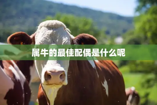 属牛的最佳配偶是什么呢(揭秘牛婚姻的成功密码)