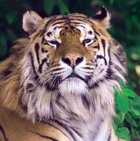 属虎的是哪年出生的最好(如何在生肖属相中好运)