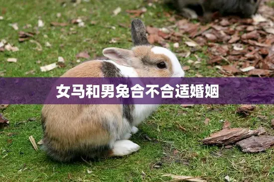 女马和男兔合不合适婚姻(星座专家分析两人性格差异大需谨慎选择)