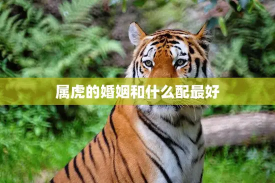 属虎的婚姻和什么配最好(如何选择最佳配偶)