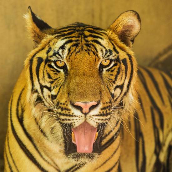 1974属虎的今日运势(好运连连财源滚滚)