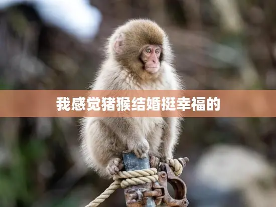 我感觉猪猴结婚挺幸福的(一场跨越物种的爱情盛宴)