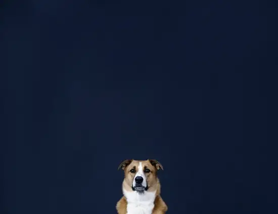 属狗今日财位是哪个方向(财运旺盛财源滚滚来)