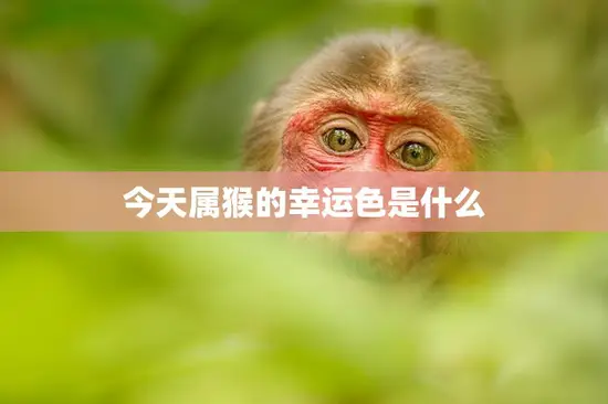 今天属猴的幸运色是什么(探寻猴年好运色)