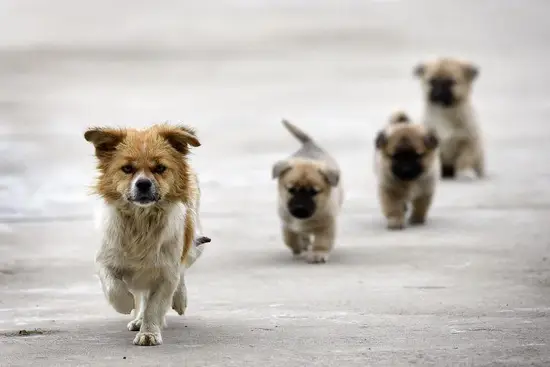 属狗人的2023年运势(狗年大展宏图财运亨通)