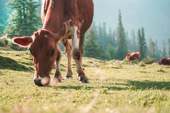 属牛与属什么婚配好不好(如何选择最佳婚配对象)