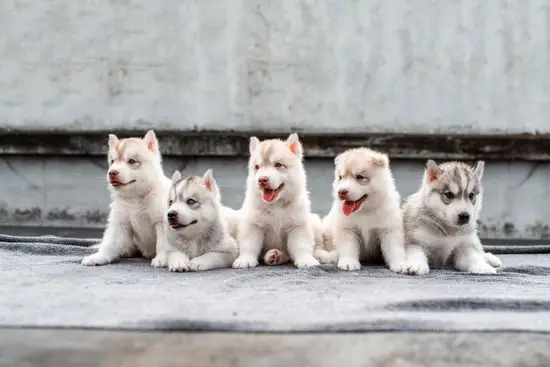 今日属狗的财运如何在何方(探寻狗年财运趋势)