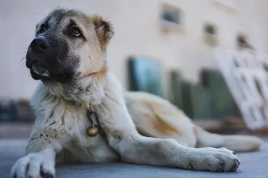 属狗的射手座女生今日运势(幸运星光照财运亨通事业高)