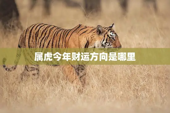 属虎今年财运方向是哪里(探寻2023年财富之门)